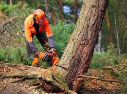 How Our Tree Care Process Works  in  Pomeroy, OH